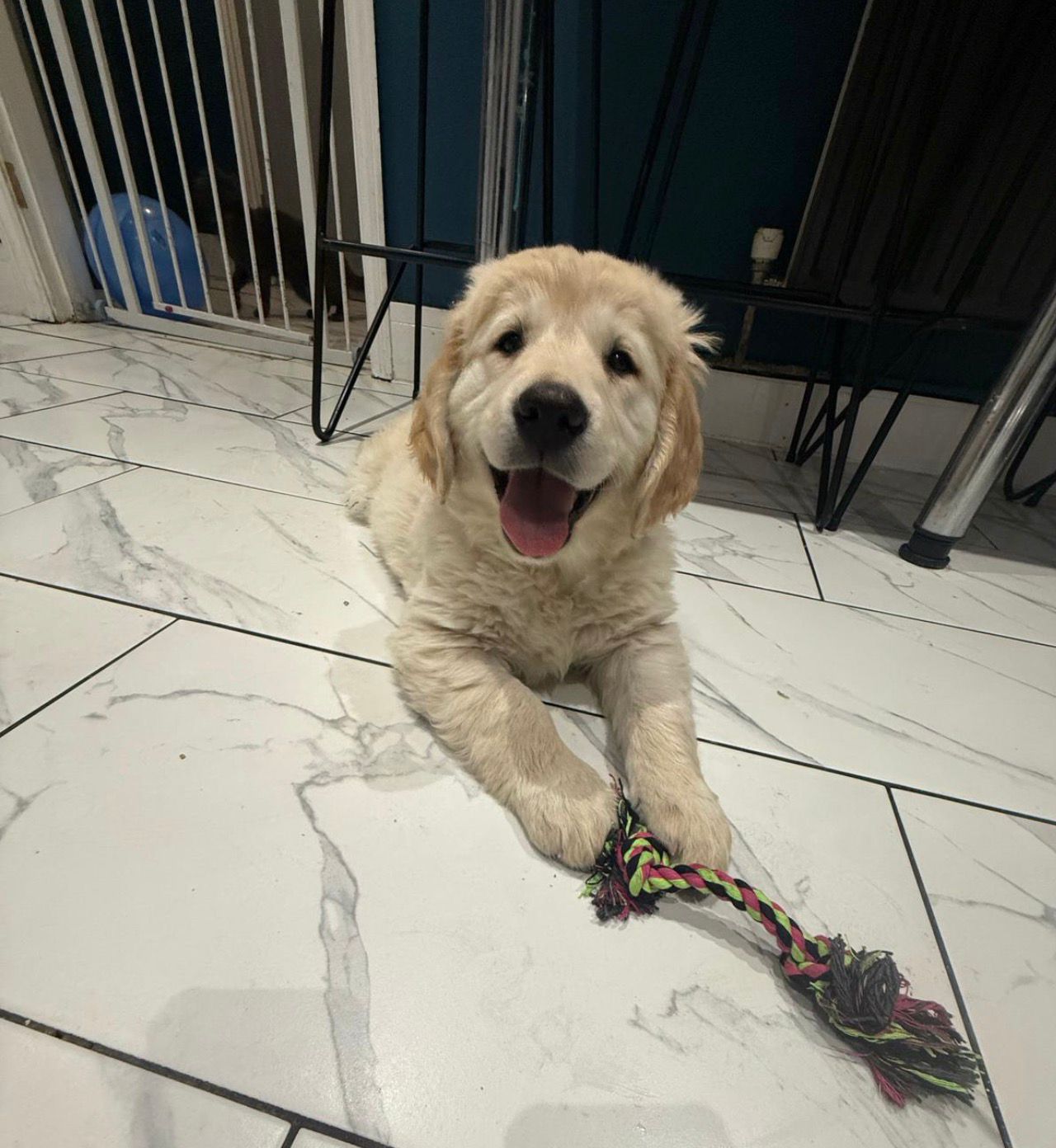 Golden retriever in a calm home environment