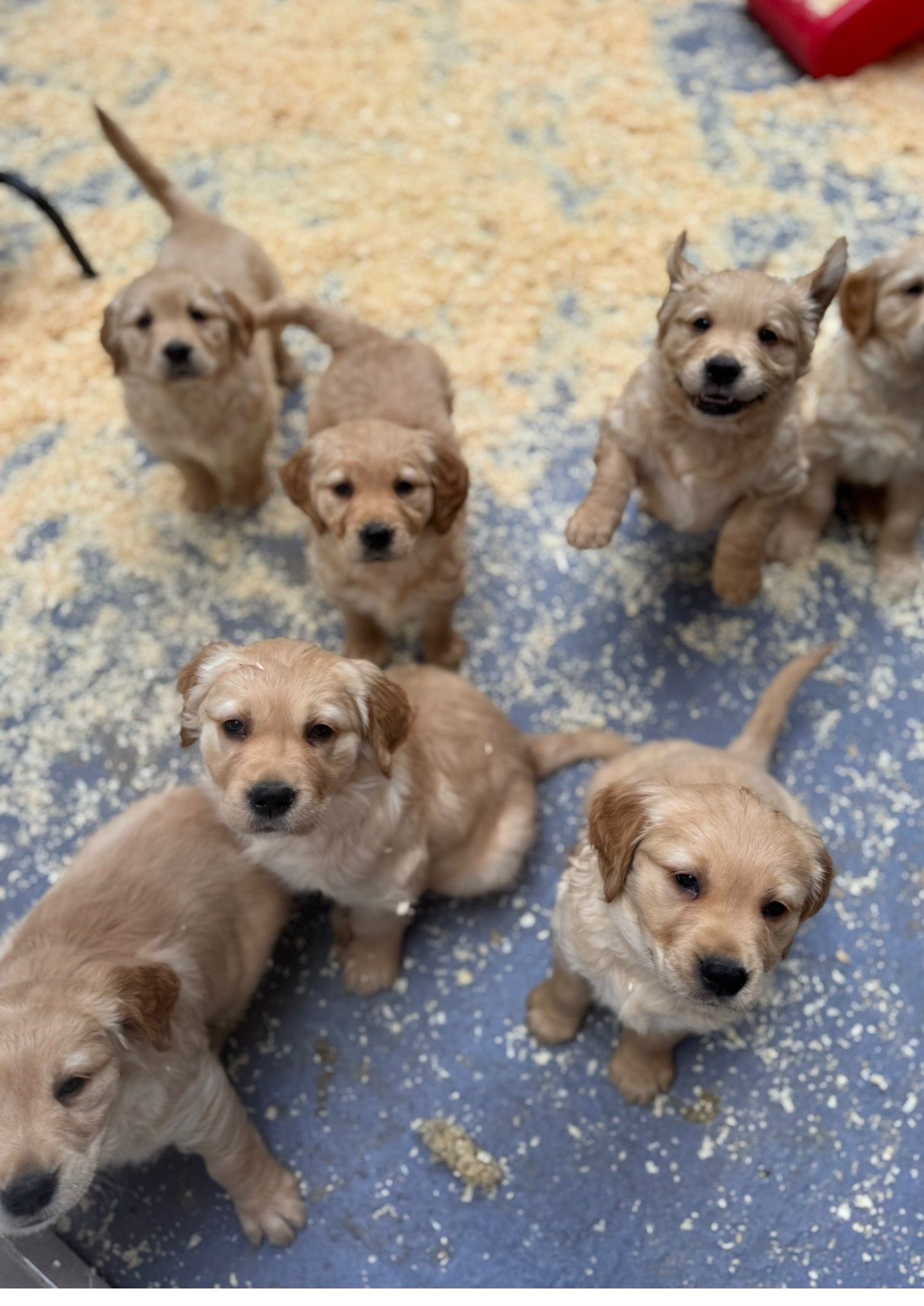 Puppies playing and being handled