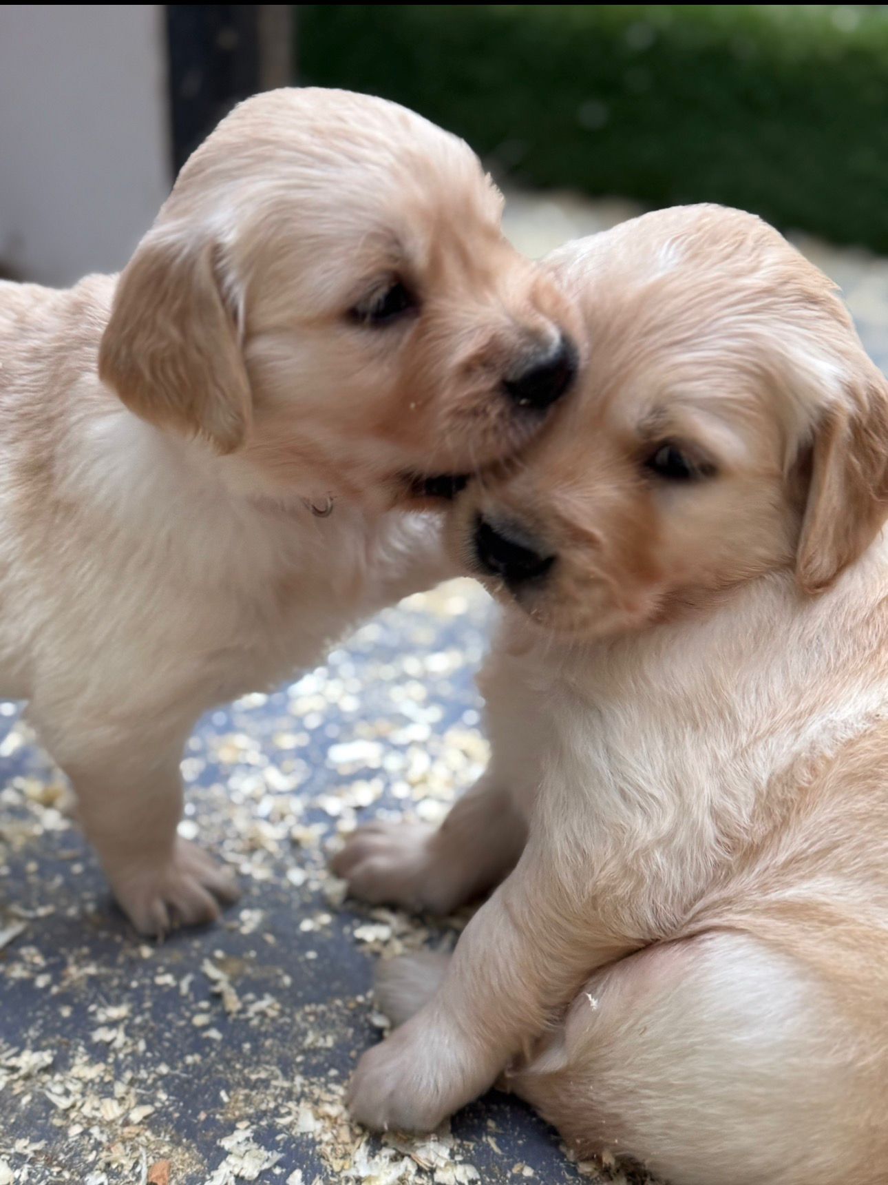 Puppy with its new family