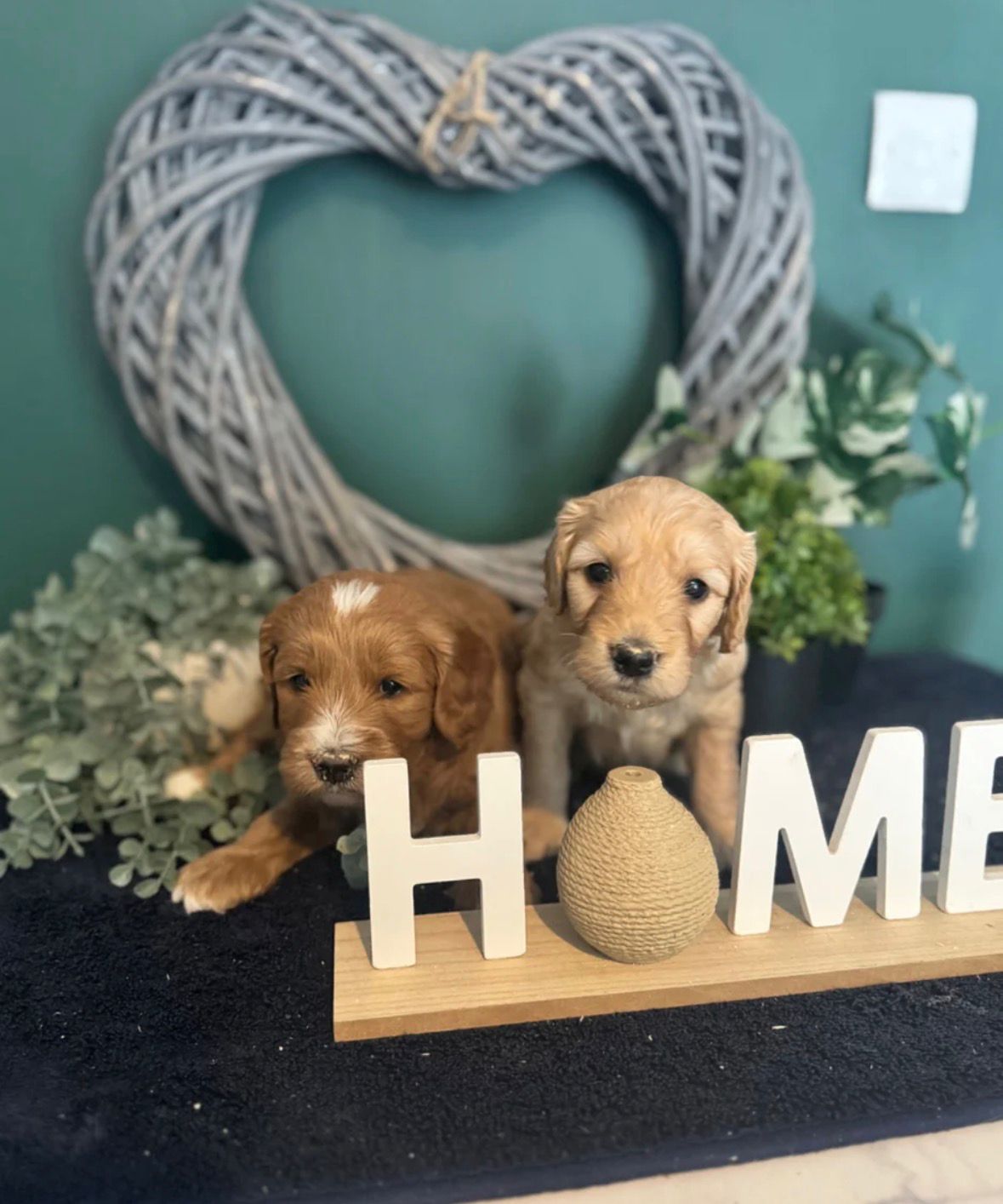 Happy, healthy puppies