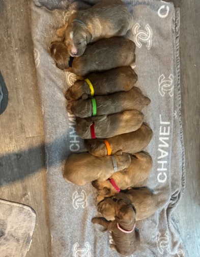 Fantastic Miniature Goldendoodles